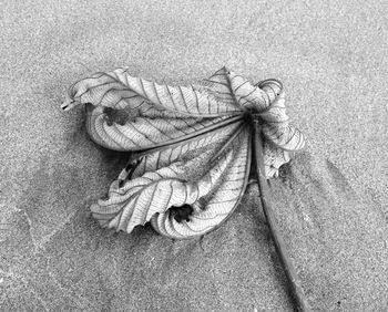 Close-up of plant