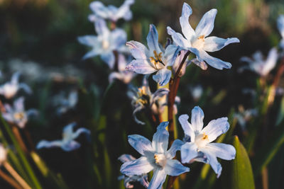 Close-up of white flowers