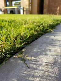 Close-up of fresh green plant on road