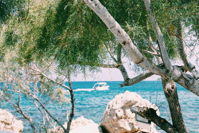 Trees by sea in forest