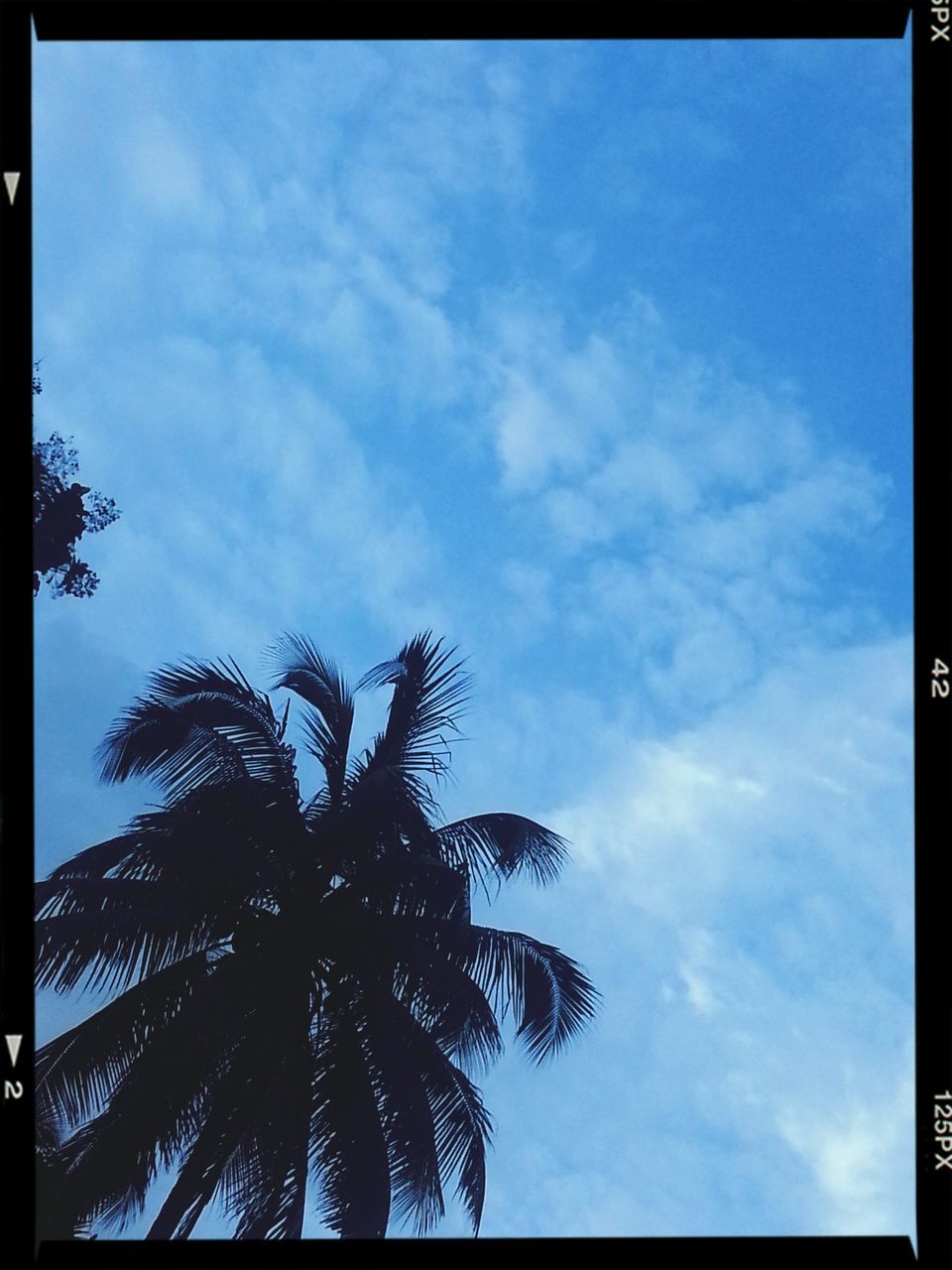 transfer print, low angle view, sky, auto post production filter, tree, cloud - sky, tranquility, beauty in nature, nature, blue, cloud, silhouette, scenics, growth, cloudy, palm tree, tranquil scene, branch, outdoors, no people