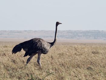Side view of bird on field