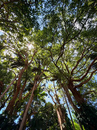 Low angle view of trees against sky