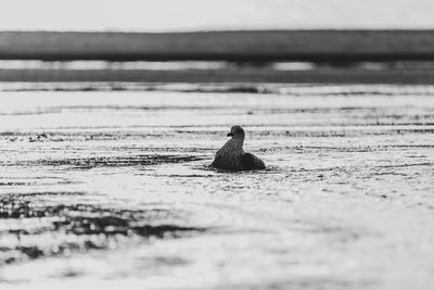 View of a turtle in the sea