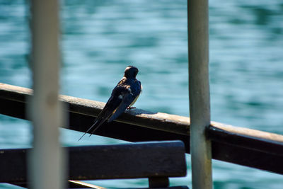 Bird perching on railing against sea