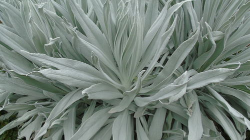 Close-up of leaves