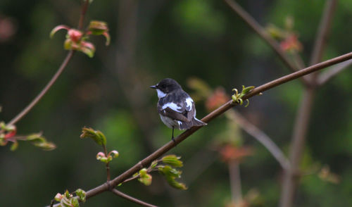 Close-up of bird perching on leaf