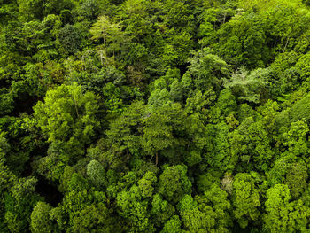 High angle view of pine tree