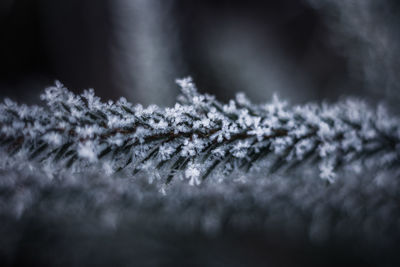 Close-up of snowflakes on snow