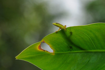 Close-up of insect on leaf