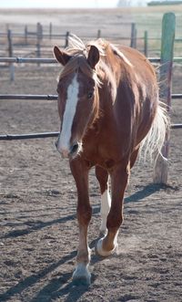 Horse standing in ranch