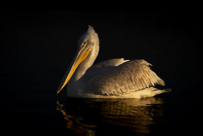 Close-up of pelican against black background