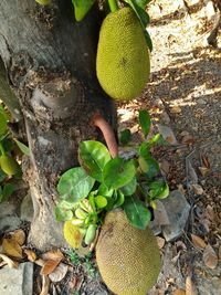 Close-up of fruit on tree