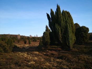 Trees on field against sky