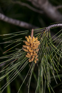 Close-up of dried plant