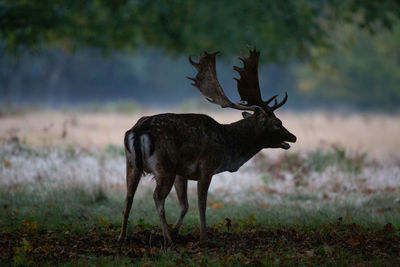 Side view of deer on field