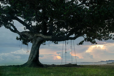 Trees on field against sky during sunset