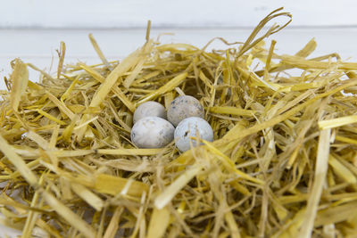Close-up of birds in nest