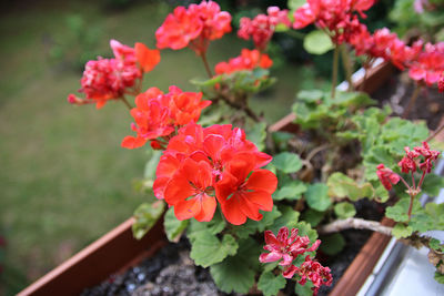 Close-up of pink flowers blooming outdoors