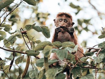 Low angle view of monkey on tree