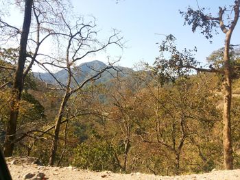 Low angle view of trees against clear sky