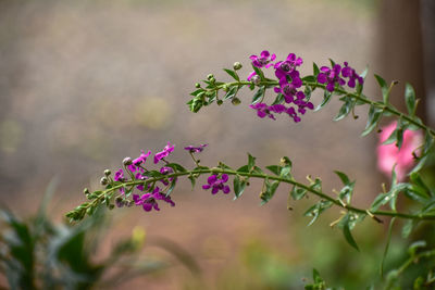 Close-up of pink flowering plant