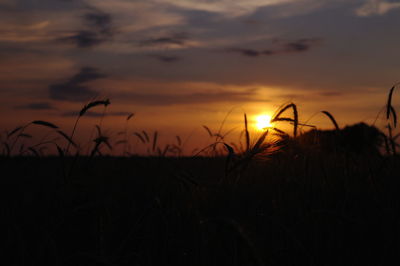 Silhouette plants on field against orange sky