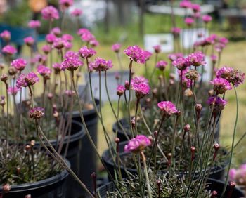 Close-up of pink flowering plants