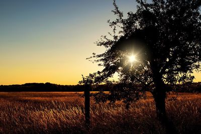 Silhouette trees on field against sky at sunset