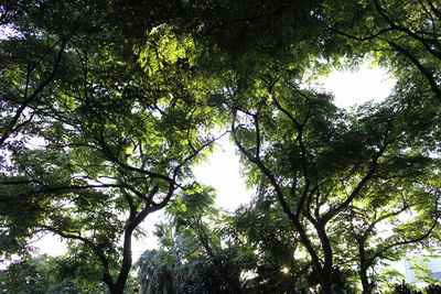 Low angle view of trees against sky