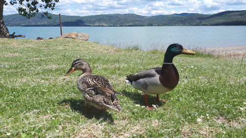 Ducks in a lake
