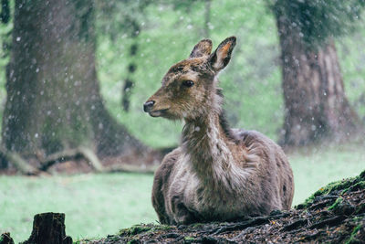 Deer relaxing on field during rainy season