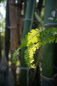 Close-up of yellow leaves on field
