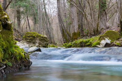 Scenic view of waterfall in forest