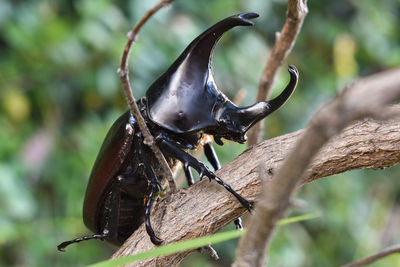 Close-up of rhinoceros beetles on plant