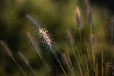 Close-up of dandelion growing in field