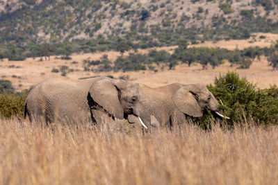 Elephant in a field