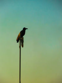 Bird perching on a pole