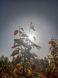 Low angle view of flowering tree against clear sky