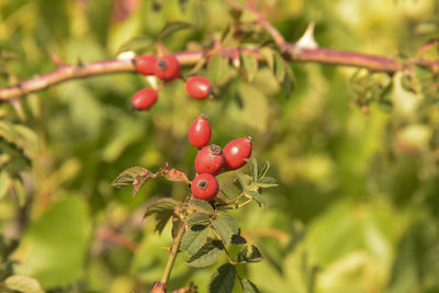 Close-up of red berries growing on tree