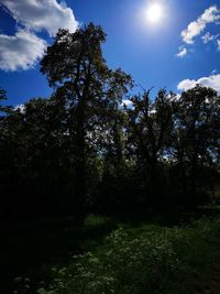 Low angle view of trees in forest against sky