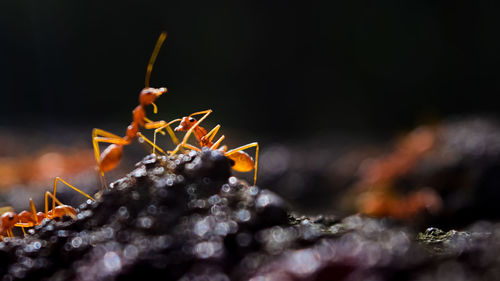 Close-up of insect on flower