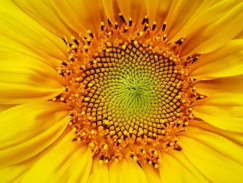 Close-up of yellow flower