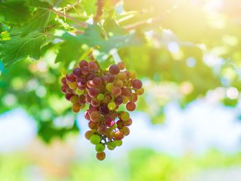 Close-up of grapes growing in vineyard