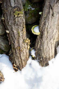 Close-up of lizard on tree trunk