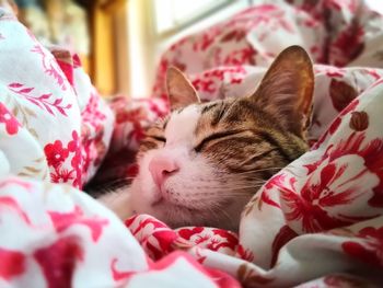 Close-up of cat sleeping on bed