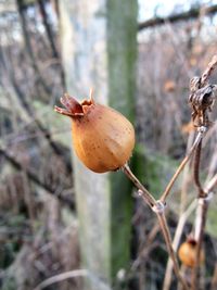 Close-up of fruit on tree