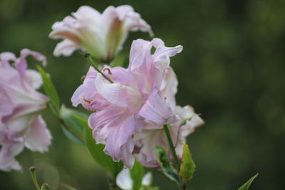 Close-up of pink rose