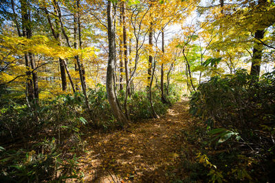 Trees in forest during autumn