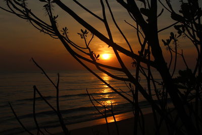 Silhouette plants by sea against sky during sunset